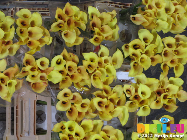 SX23952 Yellow flowers Bloemenveiling Aalsmeer FloraHolland Flower Auction